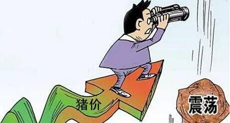生猪价格状态不理想 分析师：五一前后或回涨