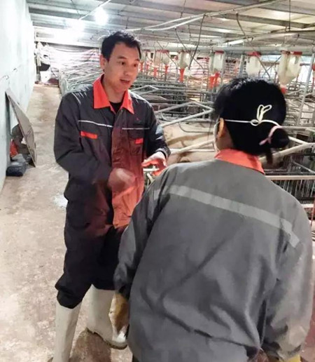 猪场真正的防疫圣手：兽医要从治疗走向营养