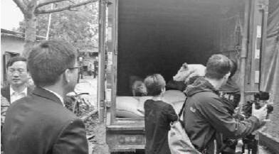 惠州一宗环保“骨头案”当天执结 100多头猪被转移