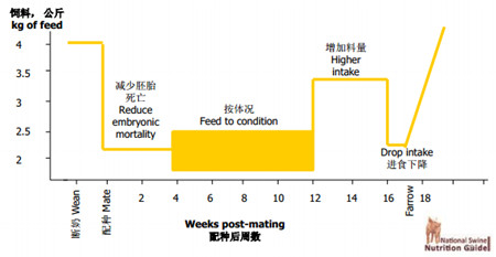 妊娠期采食量决定了分娩及哺乳的成败!