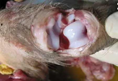 猪传染性副猪嗜血杆菌病和链球菌病防治措施！