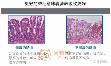 用数字告诉你断奶对出栏的影响