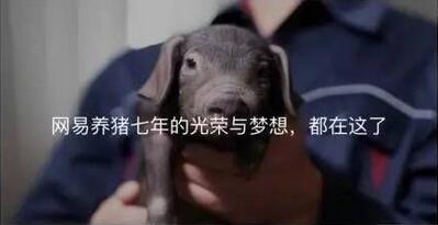 他众筹养猪，17分钟卖出100万元！号称最有勇气的猪场……