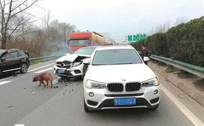 “二师兄”高速公路上闲逛 奔驰追尾宝马双双受伤