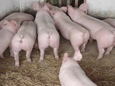 2017年03月25日全国外三元生猪价格行情涨跌表