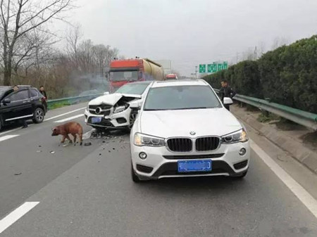 “二师兄”高速散步引奔驰撞宝马 交警判猪无责