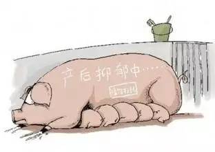 瘦肉型后备种母猪选购流程
