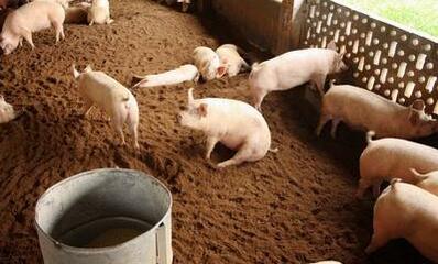 环保部长发话：17年养猪业清拆整治行动将越发严格