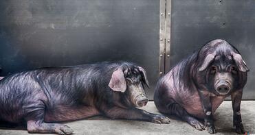 我和丁磊养的猪“睡”了一夜，哎！人不如猪啊……