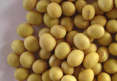 大豆沦为下一个玉米，目标价格补贴正式取消！