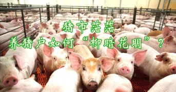 养殖户：4月初猪市的日子或不会很好过
