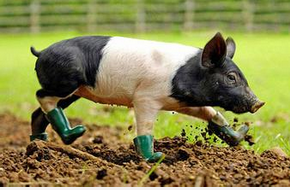 猪价连跌全线破8，中央启动冻猪肉收储来救猪市？