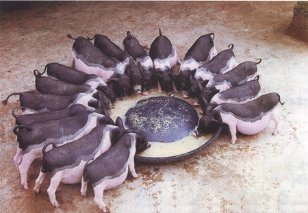 特种野猪种公猪的饲养管理