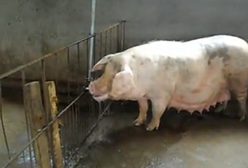 母猪缺钙会瘫痪，这些小问题不可忽视!