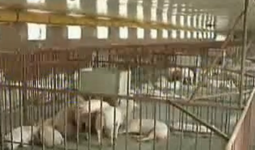 猪病八大猪药用药误区，你中招了吗？