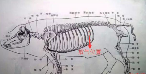 简单易学猪胀气急救办法，真能救猪命！