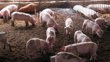 “孝乡”里走出女猪倌，苦心经营造福一方百姓