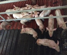 降低母猪压死仔猪概率的技术方法