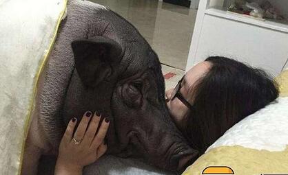 网友惊呆了！美女因每天和84公斤的猪同床共枕而爆红