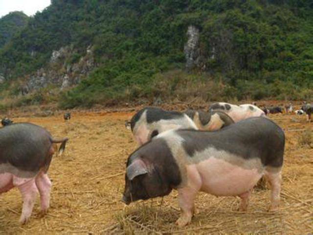 如何识别假劣饲料和饲料添加剂