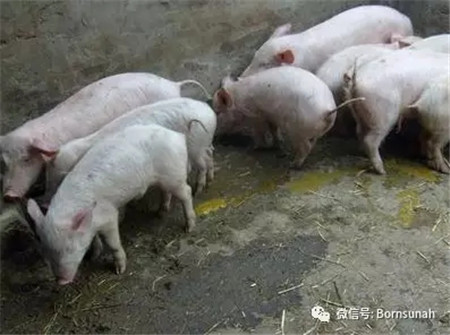 猪场消毒要注意哪些问题，你知道吗？