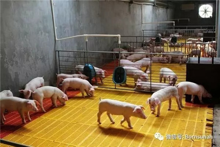 生猪养殖小区建设管理技术要点