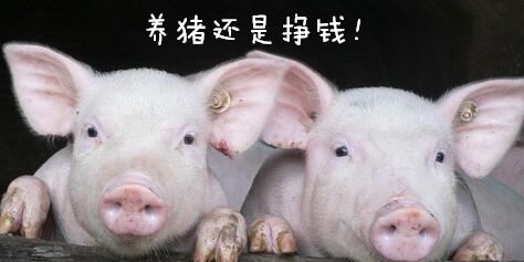 看看这5家养猪企业是如何拿到5404万中央补助的