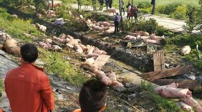 司机湖北高速上打盹致翻车 百头猪死伤过半损失20万