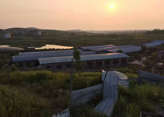 两人可养15万头猪，怎么做到的？原来是用......