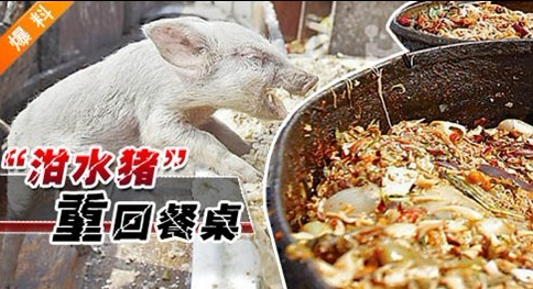 “泔水猪”横行 问题很严重 如何解决？