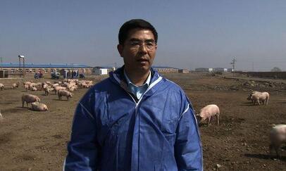 养猪场盖好了场长却跑了，房产商跨界养猪终成翘楚！