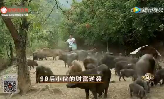 90后小伙山上养猪，看他如何实现财富逆袭！