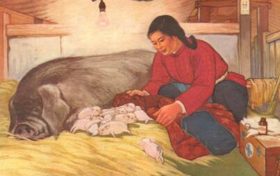 环保部官员：猪粪并不是污染，禁养也不是不养！