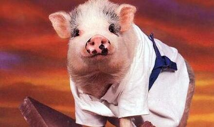 无语！猪场正常生产却被举报生产地沟油……