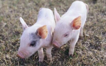 深圳小伙被一根猪骨刺伤 检查结果竟是患上化脓性脑膜炎！