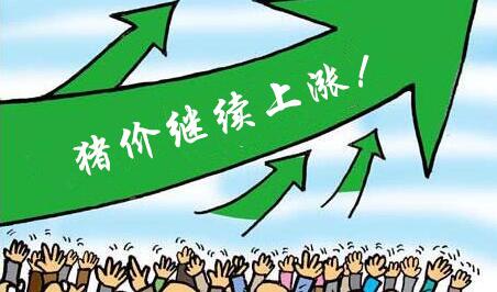 猪价稳定你却要等高价？求你别坑老实人了！