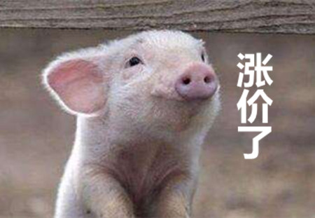 猪价触底反弹地区增加 屠宰提量有限价格难有较大波动
