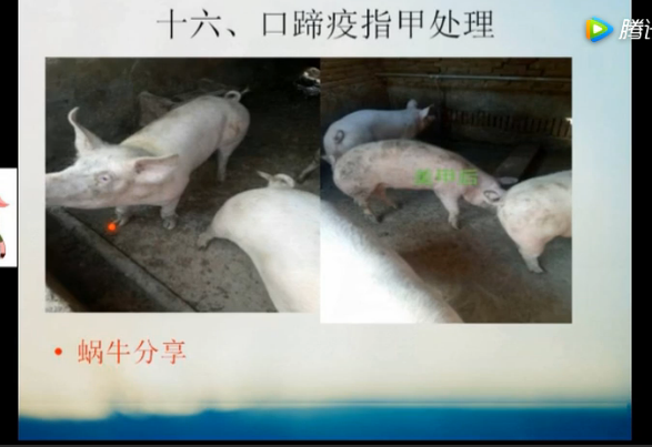 口蹄疫指甲如何处理？一个完整病例分享！