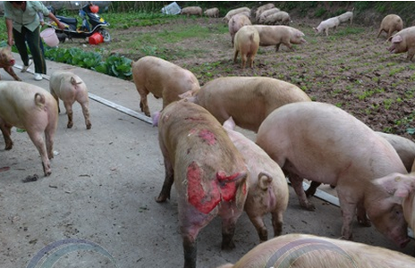 四川遂宁一养猪场发生火灾 猪屁股烧成猴屁股