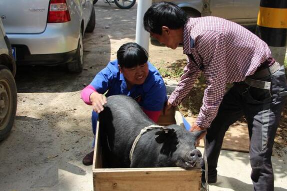 岳西县经科委送扶贫黑猪下乡，帮助贫困户脱贫