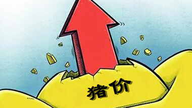去年猪价暴涨原因出来了，今年猪价养殖户亏不了！
