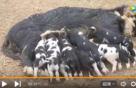 乳猪稍微长大一点，就会抢奶喝，母猪如果没有奶的话会很吃力