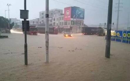 广州突降特大暴雨：市民客厅养鱼 生猪街头游泳