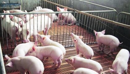 一周综述：蔬果大量上市 猪肉阶段性消费淡季渐开启