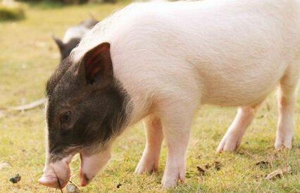 衡阳市白沙洲江街道荷曙村 养殖村给猪造“别墅”