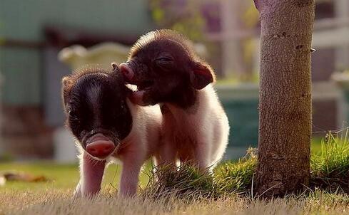 本年度4月CPI同比上涨1.2%，猪价整体在下降