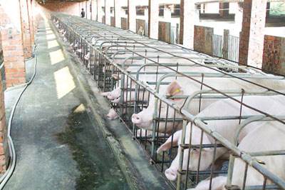 想提高仔猪出栏率？工厂化养猪场这样做...