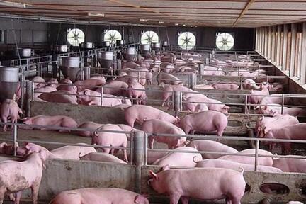 2017年4月猪场疾病流行分析及5月份疾病防控建议