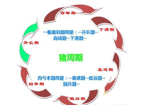 随着猪价暴跌，各种“猪周期”问题持续发酵