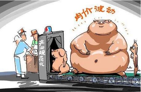 猪价跌破7，豆粕连日下跌，唯有玉米保持较强走势